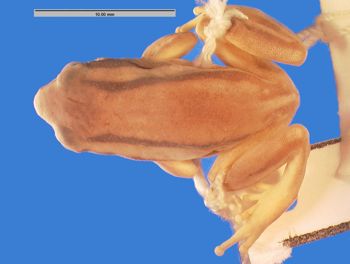 Media type: image; Herpetology A-57294
